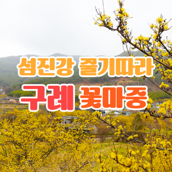 섬진강 줄기따라, 구례 꽃마중 3/21(화)