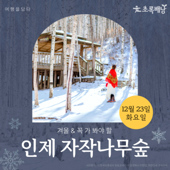 인제 자작나무숲 / 12월 23일 (화)